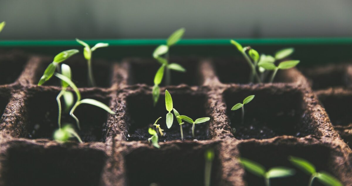 selective focus photo of plant spouts